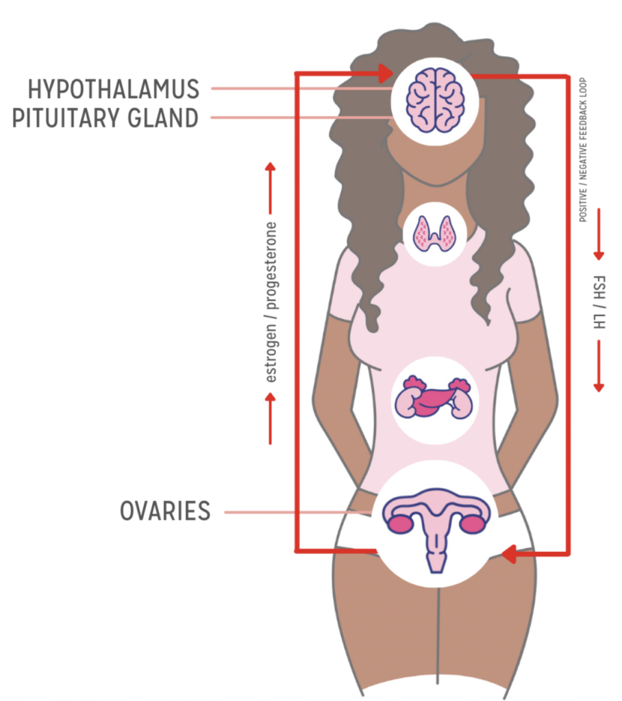 HPA Axis