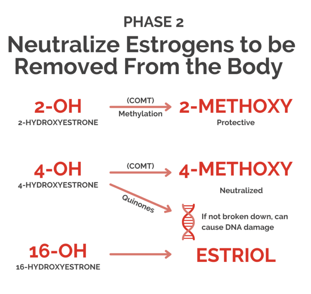 Phase 2 of the Liver Detoxification System