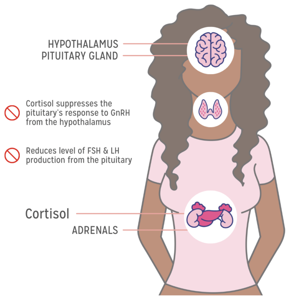 Endocrine System