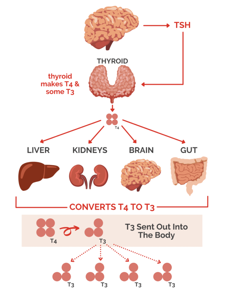 Thyroid