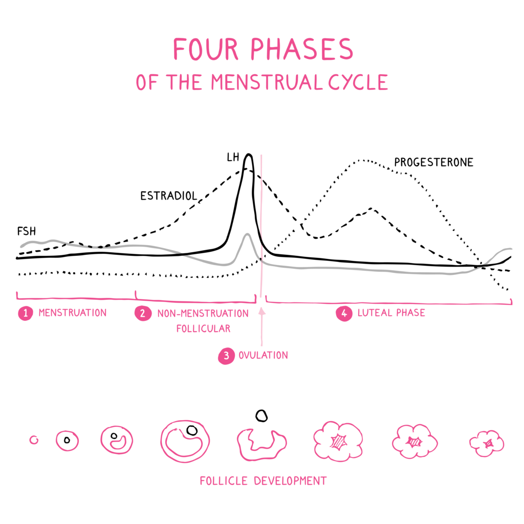 Four Phases of the Menstrual Cycle